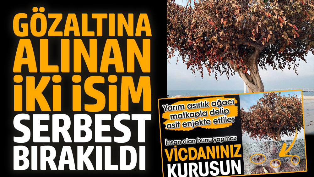 Yarım asırlık ağaca asit enjekte edilip kurutulmuştu. Gözaltına alınan iki isim serbest bırakıldı