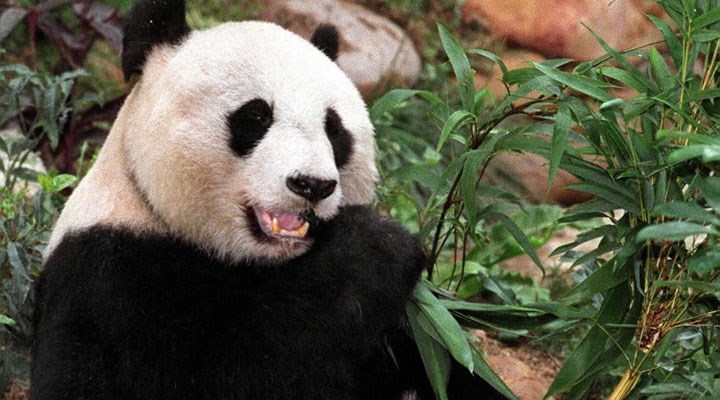 Dünyanın en yaşlı pandası An An öldü
