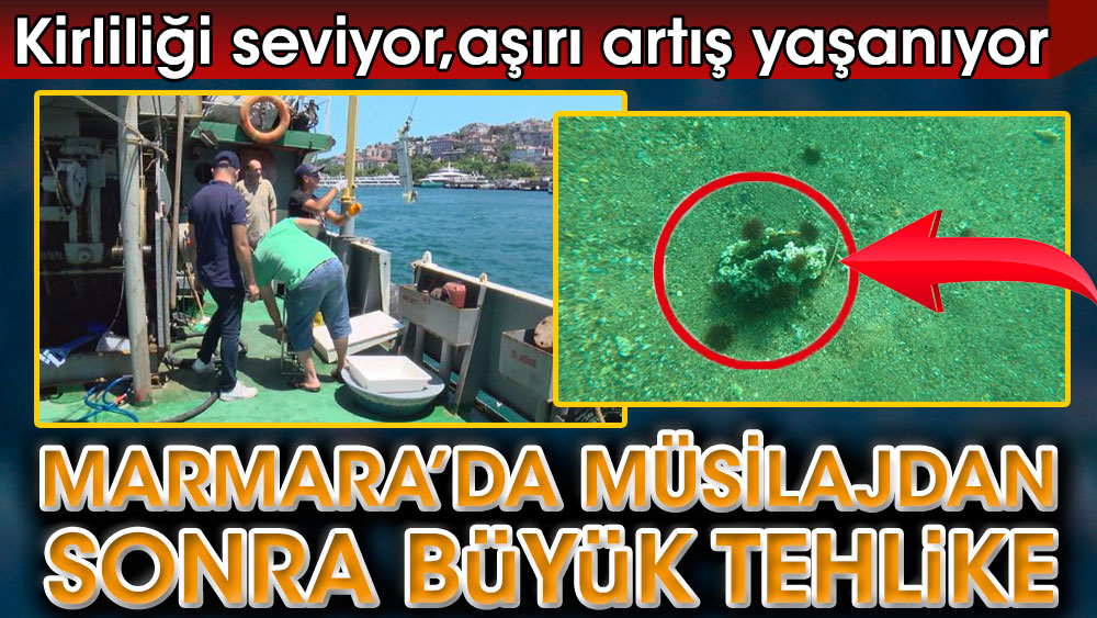 Marmara Denizi'nde müsilajdan sonra yeni tehlike. Aşırı kirliliği seviyor