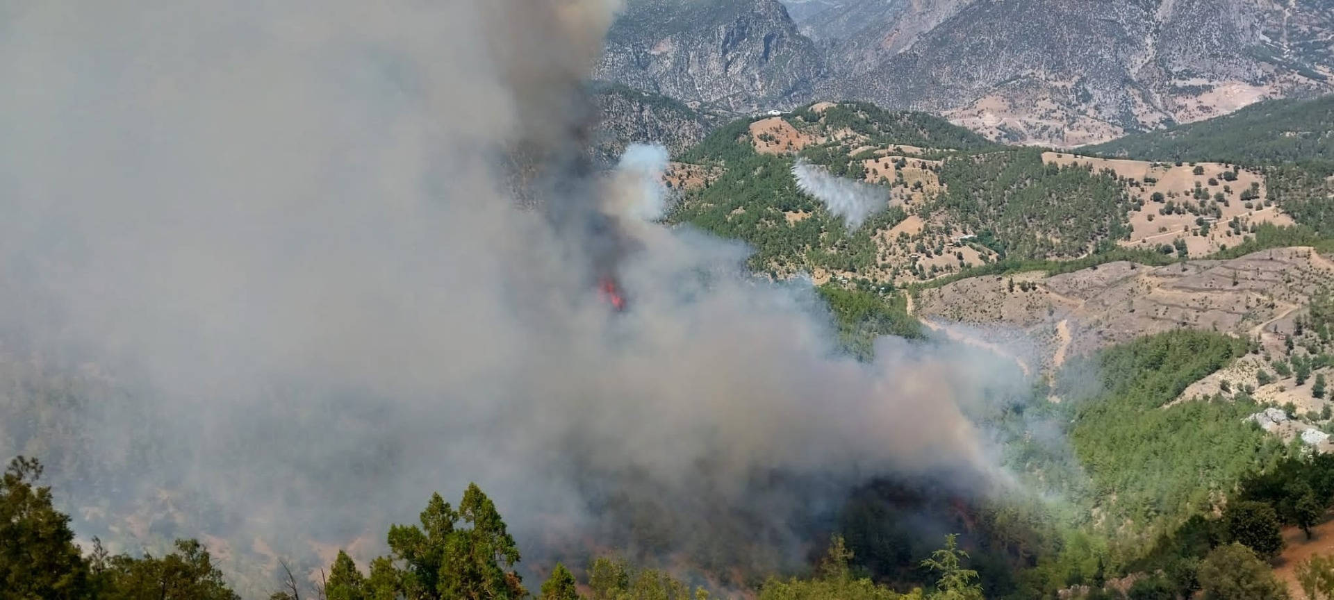 Adana'nın Kozan ilçesinde çıkan orman yangını rüzgarın etkisiyle kısa sürede büyüdü