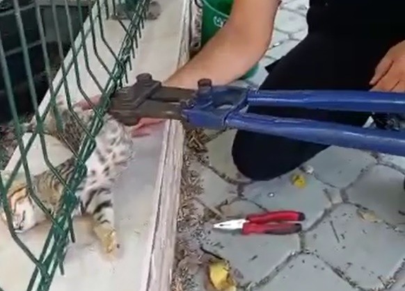 Aydın'da sitenin tel örgülerine sıkışan kedi kurtarıldı