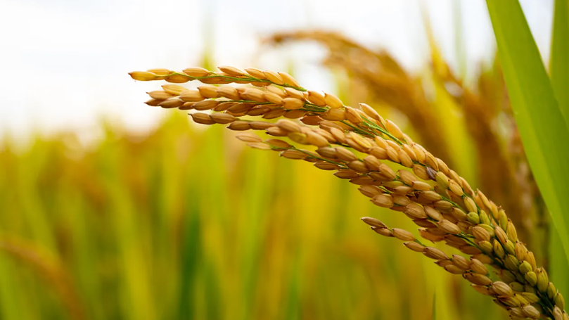 Çinli bilim insanları tahıl verimini artırmayı planlıyor: Yeni bir gen keşfetti