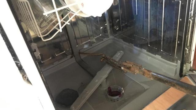 Muğla'da bir evin bulaşık makinesinden yılan çıktı