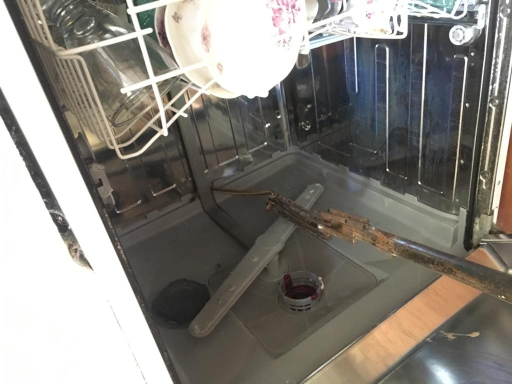 Bulaşık makinesinden çıkan yılan ev sahibini korkuttu