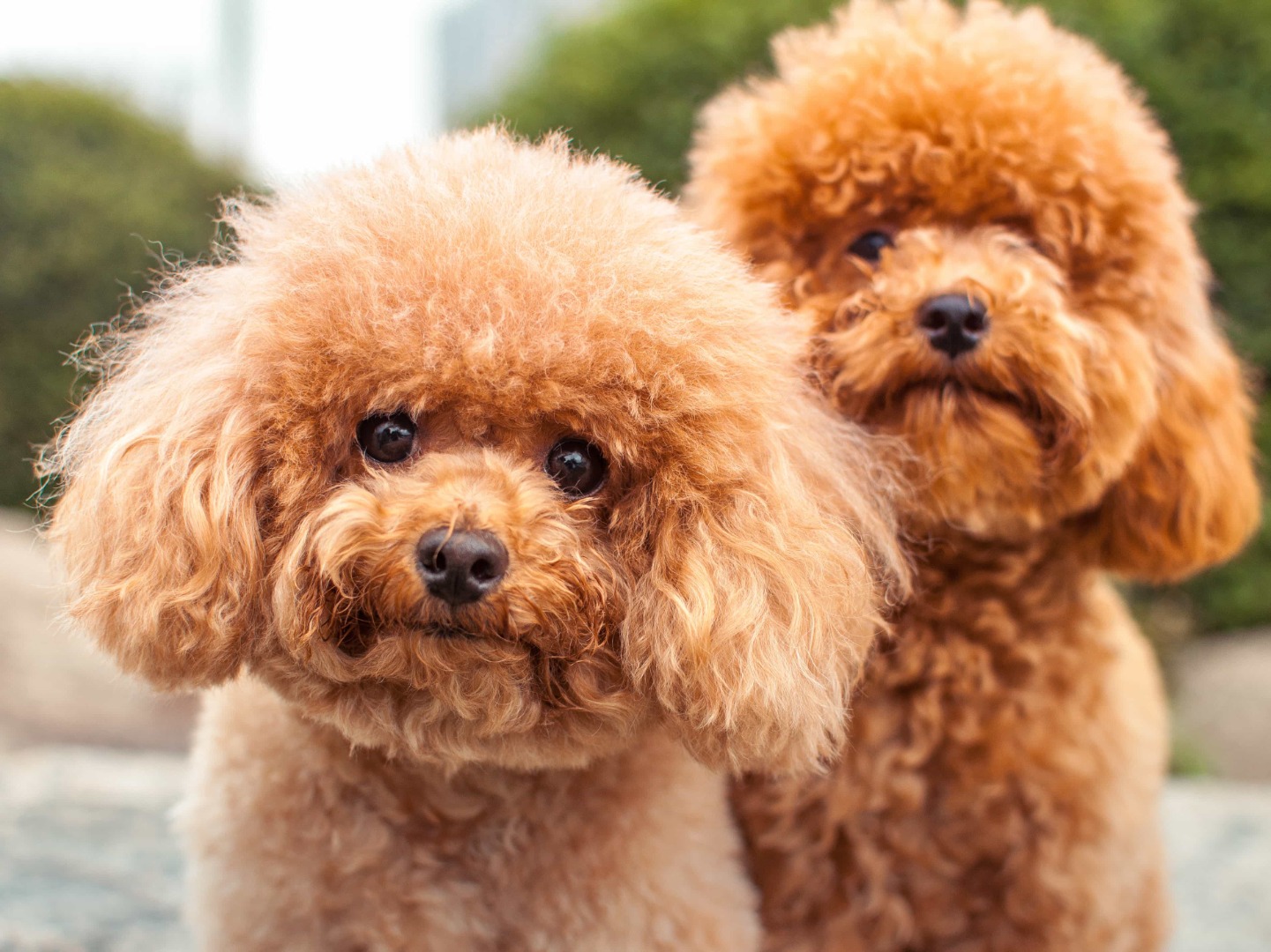 Dünyada ilk: Cins köpek klonlandı