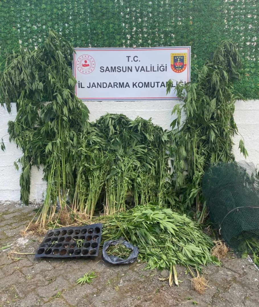 Samsun'da 531 kök Hint keneviri bitkisi ele geçirildi
