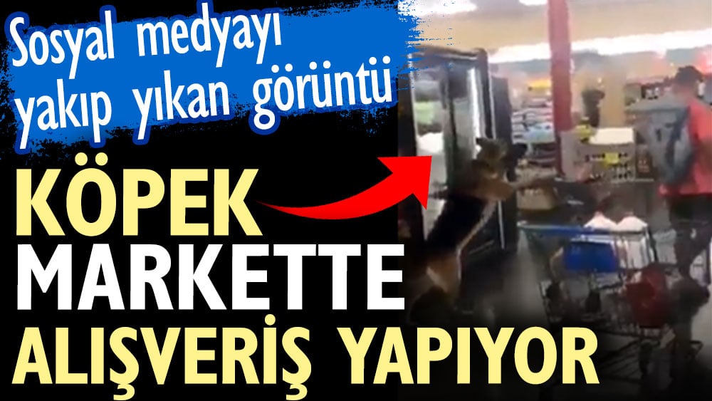 Köpek iki ayağının üstünde markette alışveriş yaptı. Sosyal medyayı yakıp yıkan görüntü