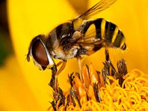 Bal arıları elektro sensör kullanıyor