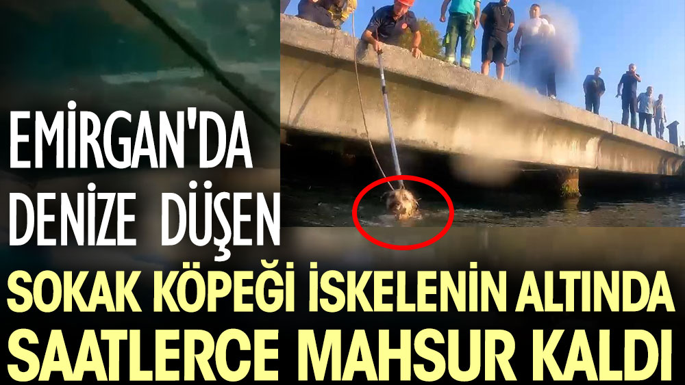 Emirgan'da denize düşen sokak köpeği iskelenin altında saatlerce mahsur kaldı