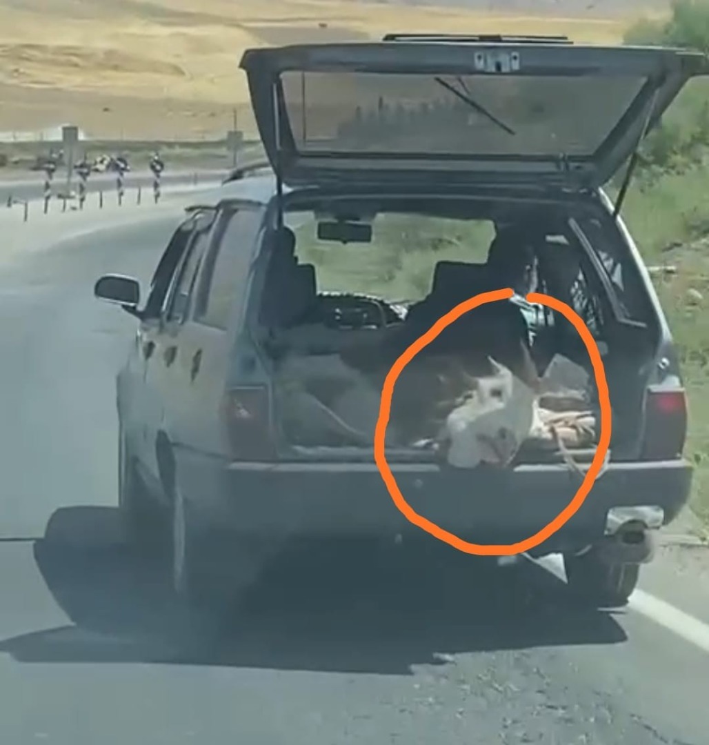 Otomobil bagajında inek taşıdılar