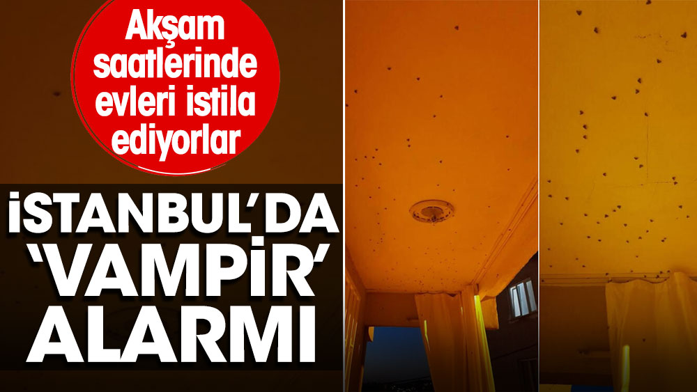 İstanbul’da “Vampir” alarmı: Akşam saatlerinde evleri istila ediyorlar
