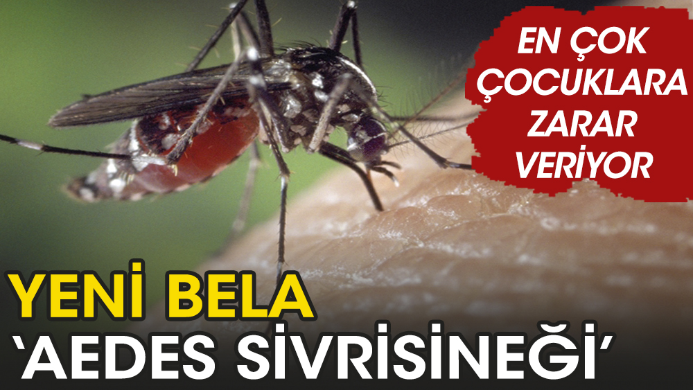 Yeni bela, ‘Aedes sivrisineği’ çocuklara büyük tehlike