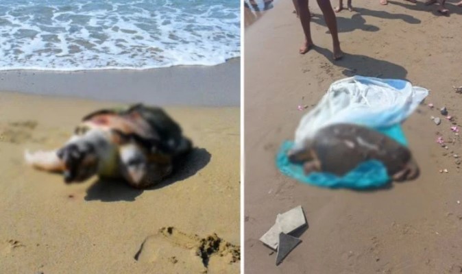 Antalya'da 2 ölü deniz kaplumbağası sahile vurdu