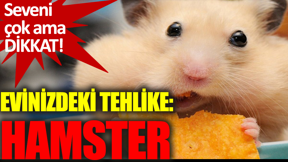 Hamster beslemenin tehlikeli yanı