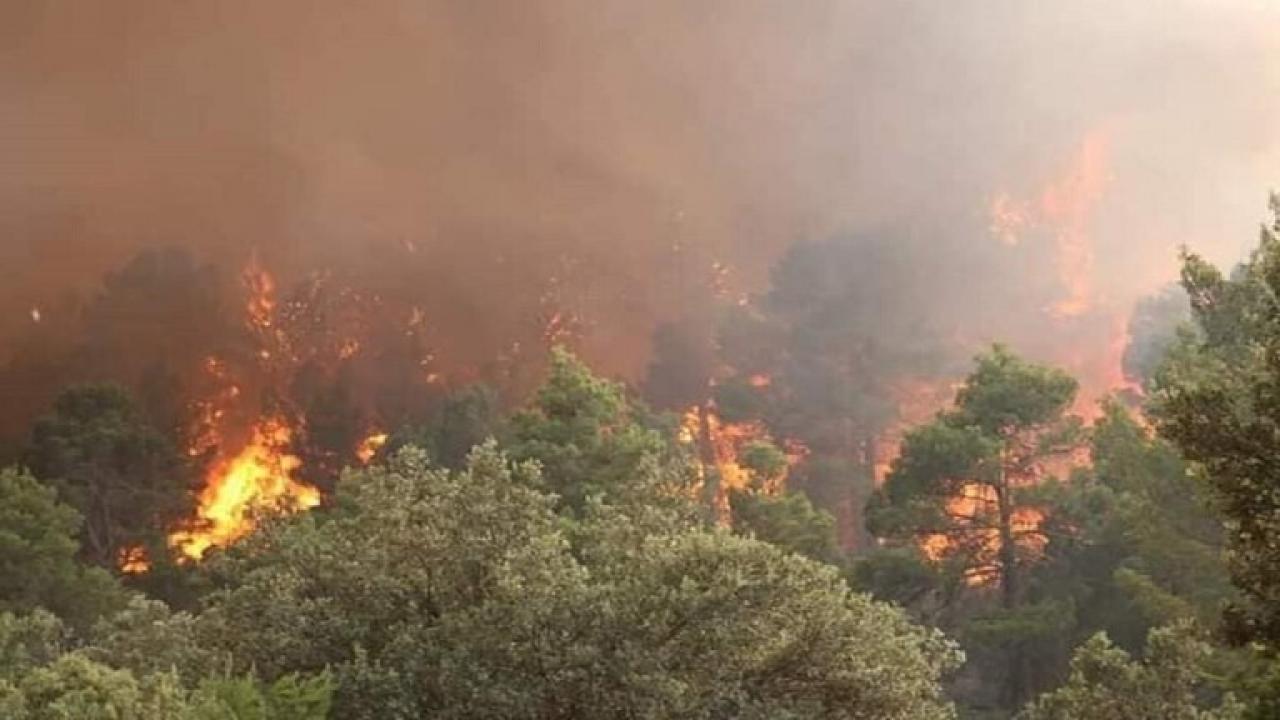Cezayir’de 26 noktada orman yangını. 2 ölü, 42 yaralı