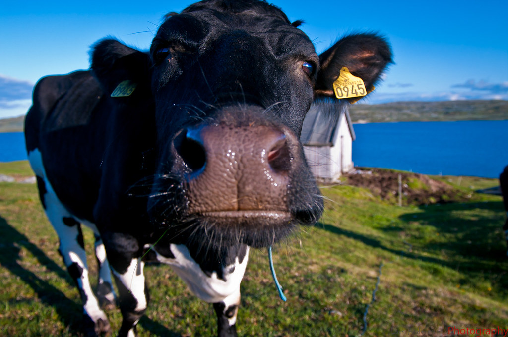 4G anteninin ineklerini öldürdüğünü söyleyen çiftçi anteni söktü