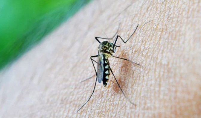 Sivrisineklerin insanı nasıl ayırt ettiği belli oldu