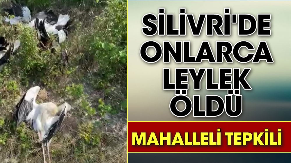 Silivri'de onlarca leylek öldü. Mahalleli tepkili.