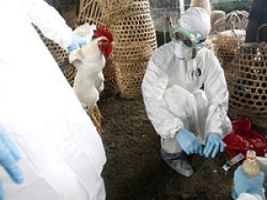 Çin'de kuş gribinden kurbanları artıyor