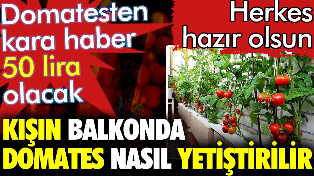 Kışın balkonda domates nasıl yetiştirilir? Domatesten kara haber 50 lira olacak