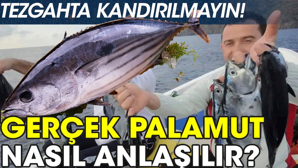 Gerçek palamut nasıl anlaşılır?