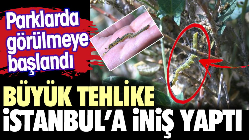 Büyük tehlike İstanbul’a indi. Trakya'da ekinler biçildiği için istikameti İstanbul'daki parklara çevirdiler