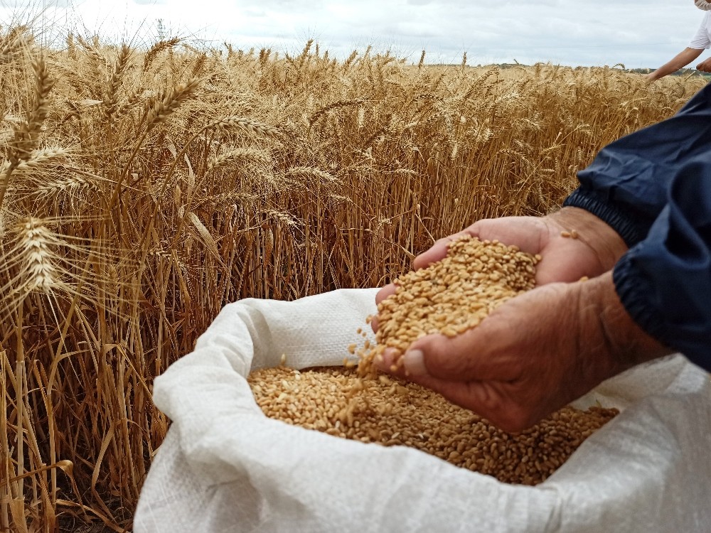Malatya Tarım Ve Orman Müdürlüğü buğday tohumu satın alacak