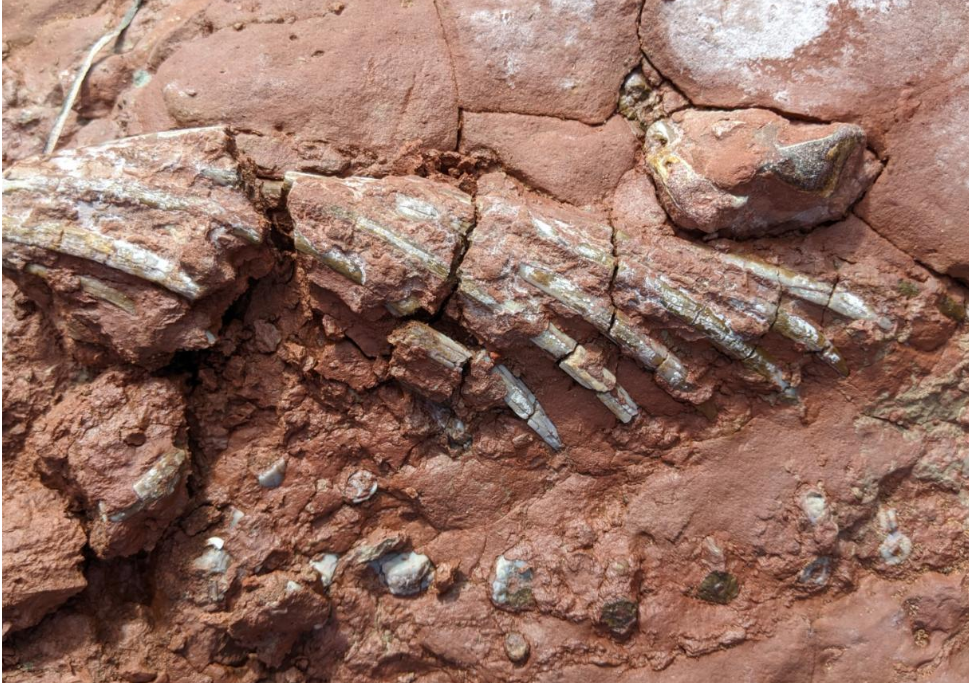 Dinozorlardan da eski fosil buldu