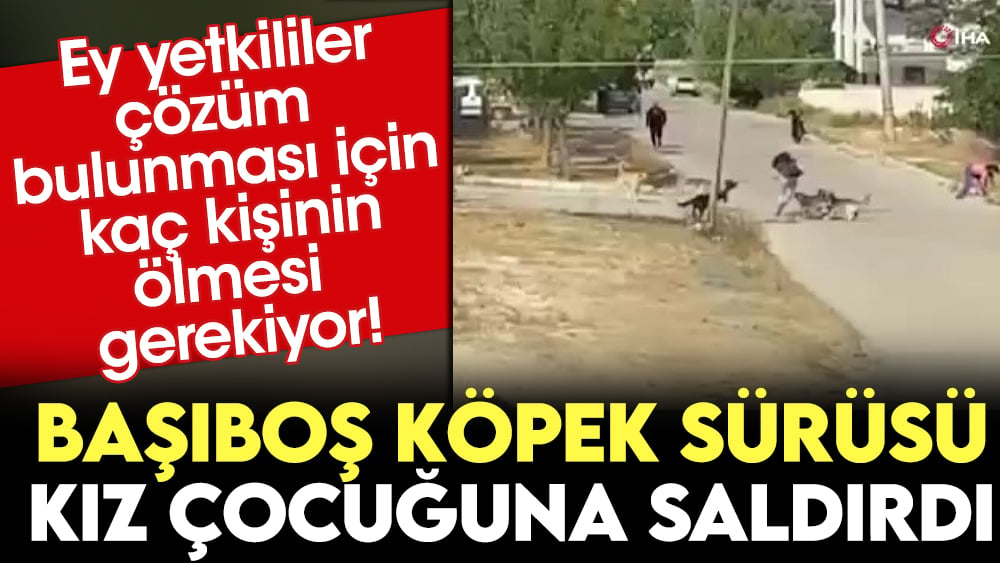 Başıboş köpek sürüsü kız çocuğuna saldırdı. Ey yetkililer çözüm bulunması için kaç kişinin ölmesi gerekiyor