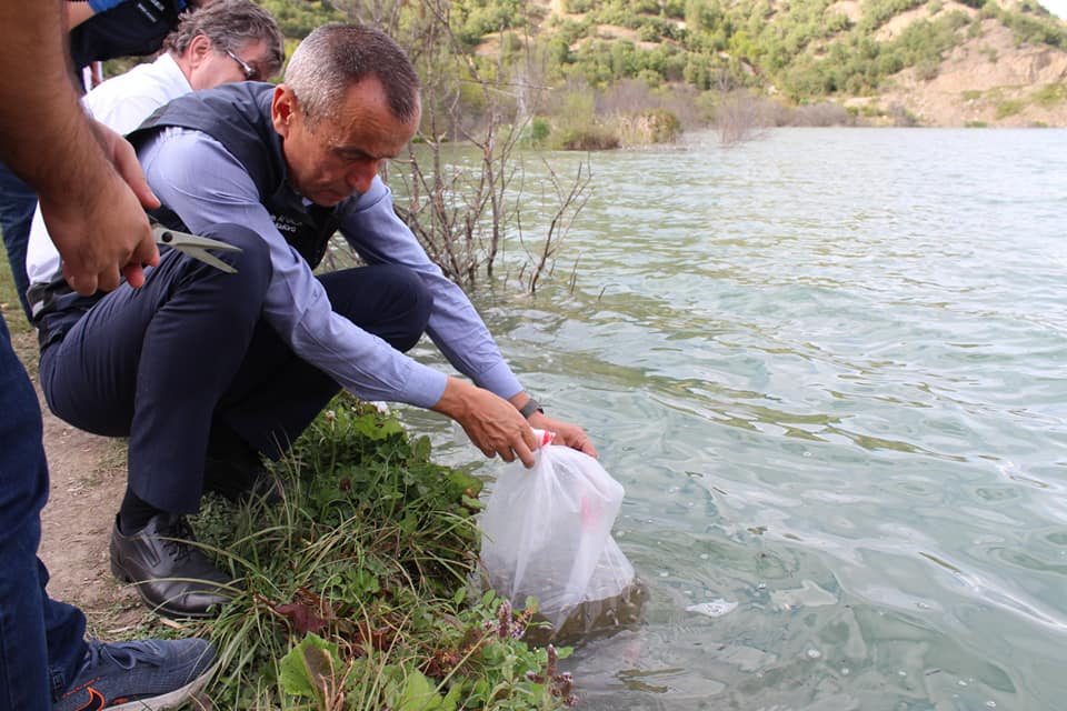 Karabük’te 20 bin sazan balığı yavrusu göle bırakıldı