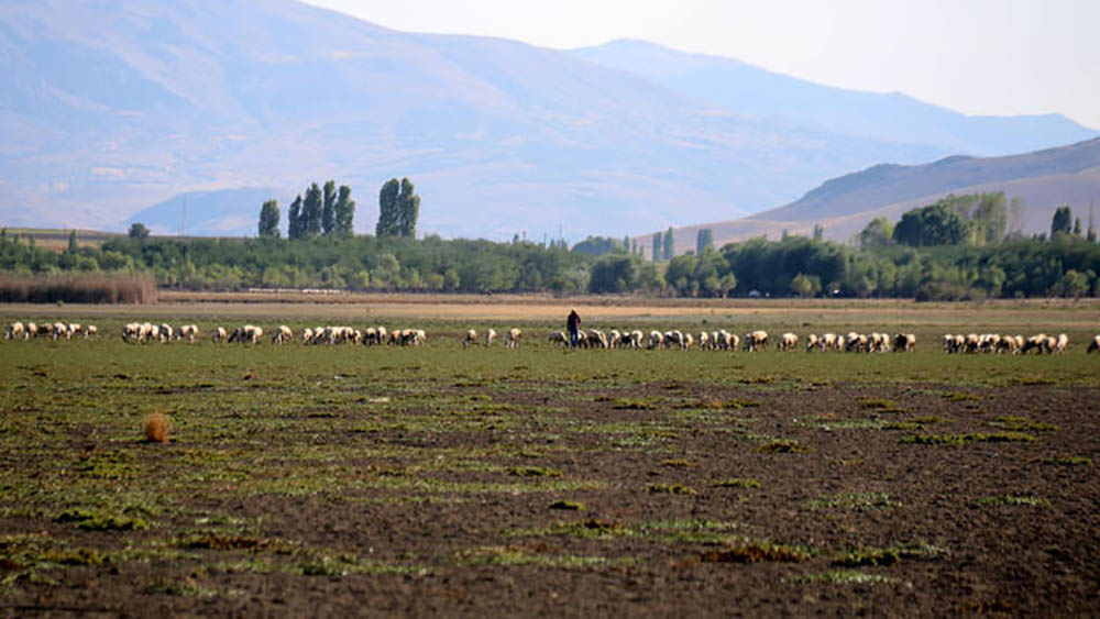 Karataş Gölü tamamen kurudu, şimdi koyunlar otluyor. İçleri acıtan manzara