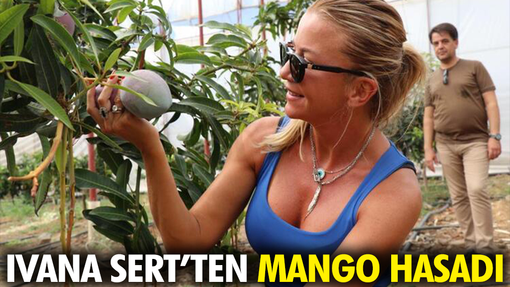 Yılın ilk mango hasadını Ivana Sert yaptı