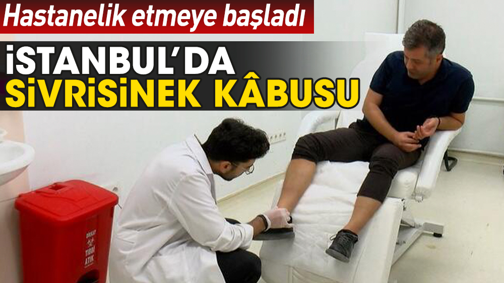 İstanbul’da sivrisinek kâbusu. Hastanelik etmeye başladı