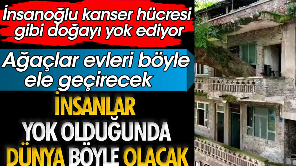 Ağaçlar evleri ele geçirdi. İnsanlardan sonra dünya böyle olacak. İnsanoğlu kanser hücresi gibi doğayı yok ediyor