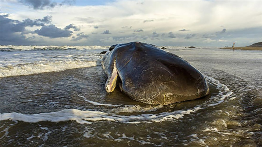 Karaya vuran 14 kaşalot balinası öldü