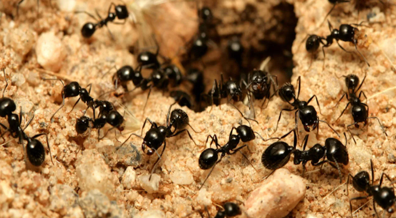 Dünyadaki karınca sayısı açıklandı. Sayıyı görünce şok olacaksınız