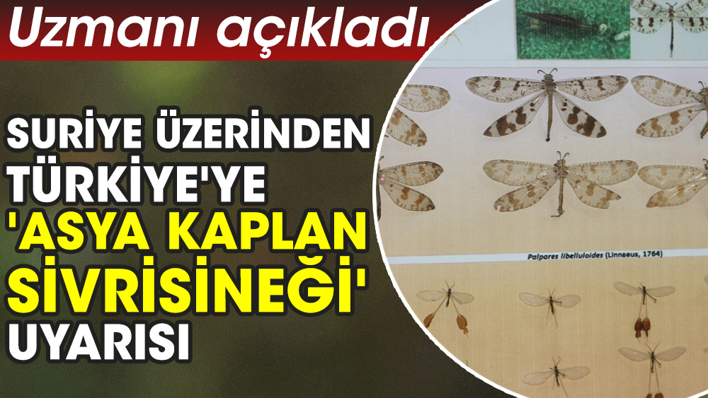 Uzmanı açıkladı. Suriye üzerinden Türkiye'ye 'Asya Kaplan Sivrisineği' uyarısı