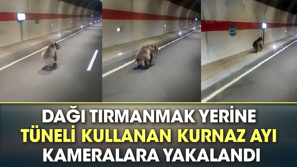 Gümüşhane’de dağı tırmanmak yerine tüneli kullanan kurnaz ayı kameralara yakalandı