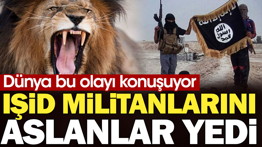 Dünya bu olayı konuşuyor: IŞİD militanlarını aslanlar yedi