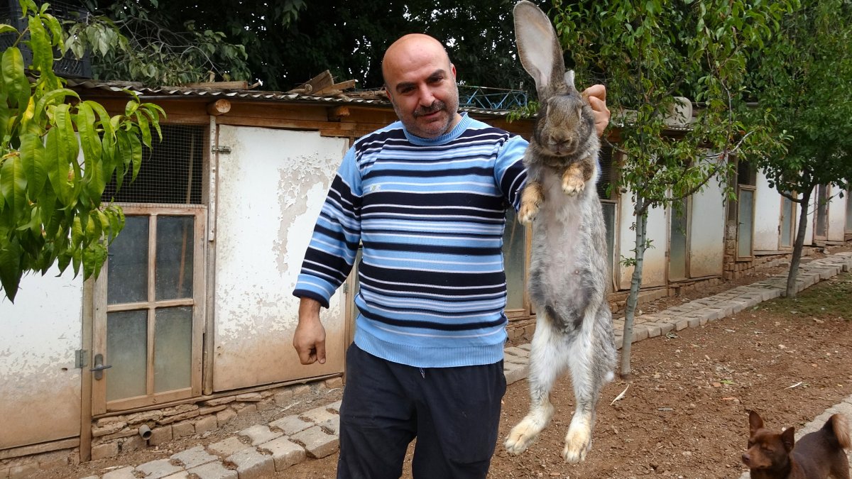 Tokat'taki dev tavşanlar görenleri hayrete düşürüyor