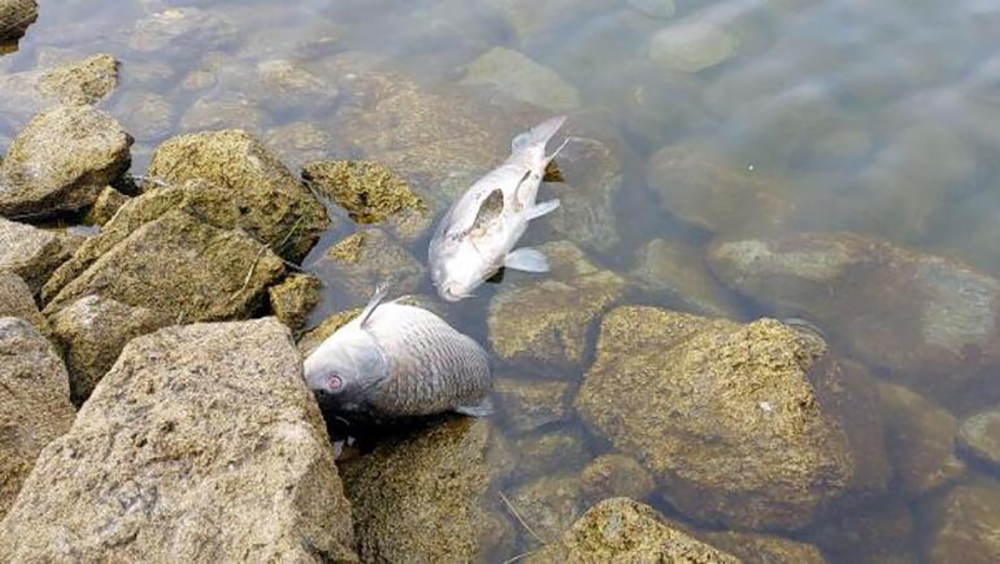 Gölköy Baraj Göleti'ndeki balık ölümlerinde sabotaj iddiasına soruşturma