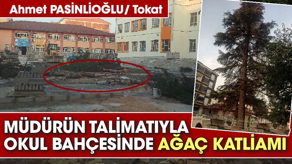 Tokat Turhal’da müdürün talimatıyla okul bahçesinde ağaç katliamı