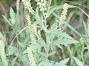 İstilacı bitki Ambrosia alarmı