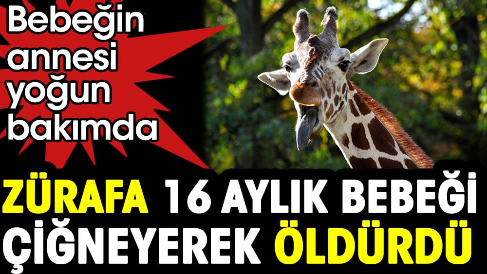 Zürafa 16 aylık bebeği çiğneyerek öldürdü