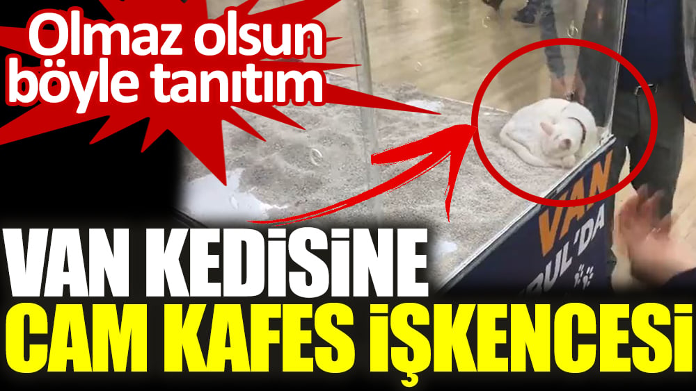 Olmaz olsun böyle tanıtım. Van kedisine cam kafes işkencesi