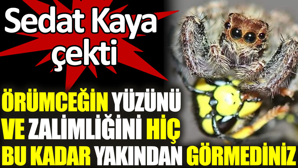 Örümceğin zalimliğini ve yüzünü hiç bu kadar yakından görmediniz