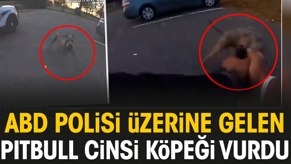 Amerikan polisi üzerine gelen pitbull cinsi köpeği vurdu