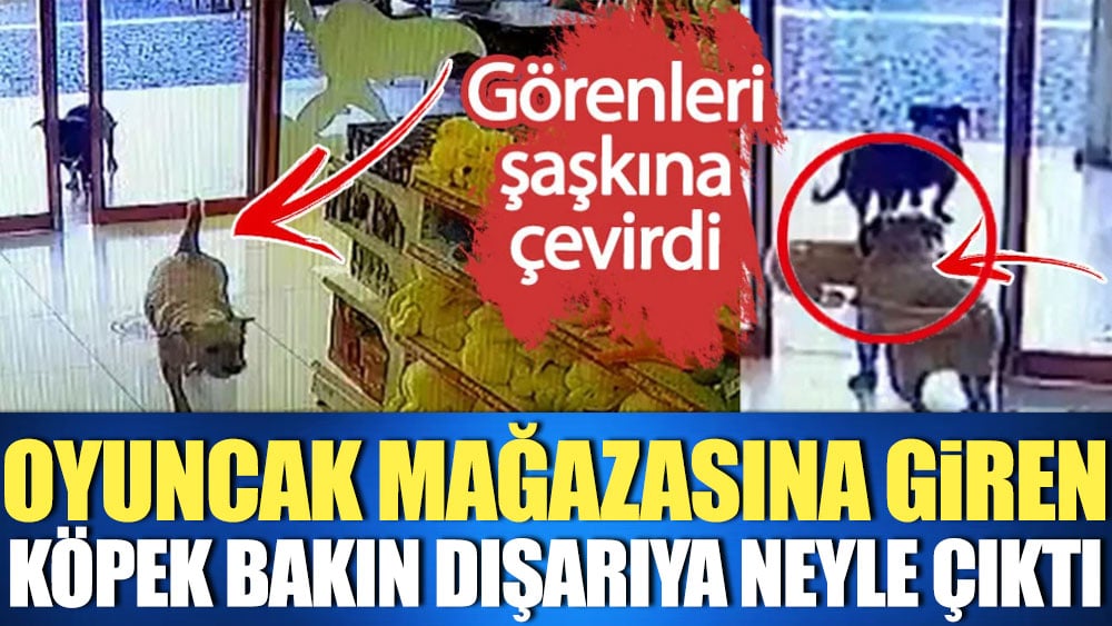 Oyuncak mağazasına giren köpek bakın dışarıya neyle çıktı. Görenleri şaşkına çevirdi