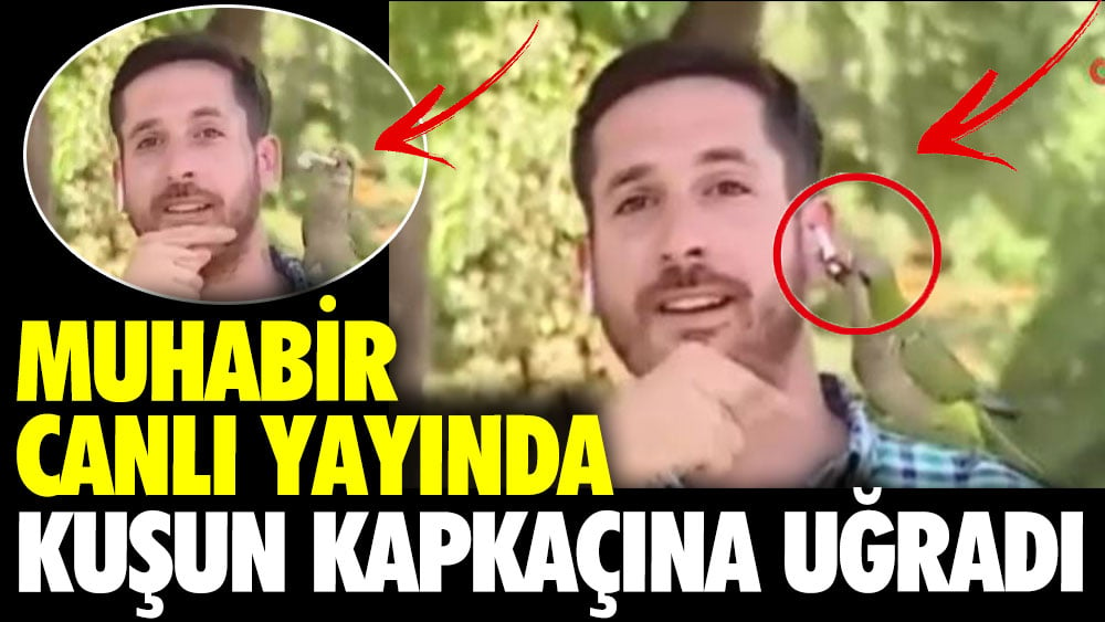 Muhabir canlı yayında kuşun kapkaçına uğradı