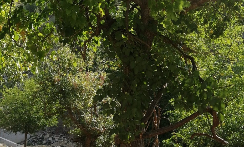 Üzüm toplarken ağaçtan düşen şahıs hayatını kaybetti